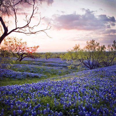 Blue Bonnet